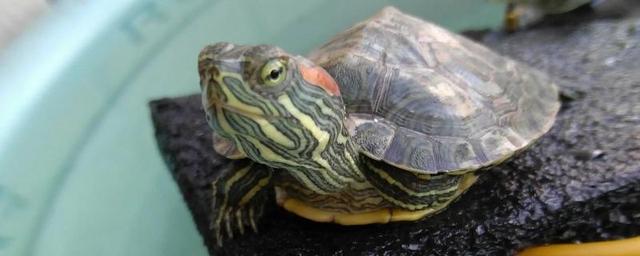 家里的巴西龟冬天不冬眠怎么养？(巴西龟冬天可以不冬眠吗)