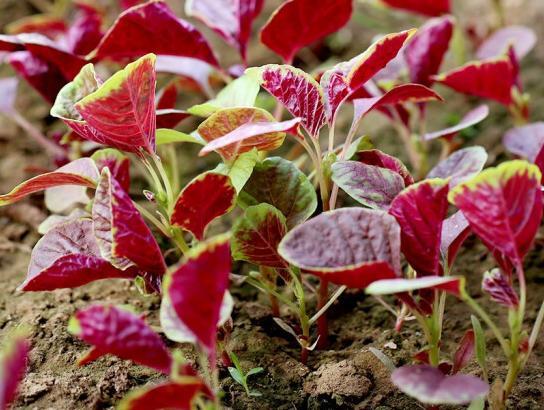 汉菜和苋菜有什么区别图片?