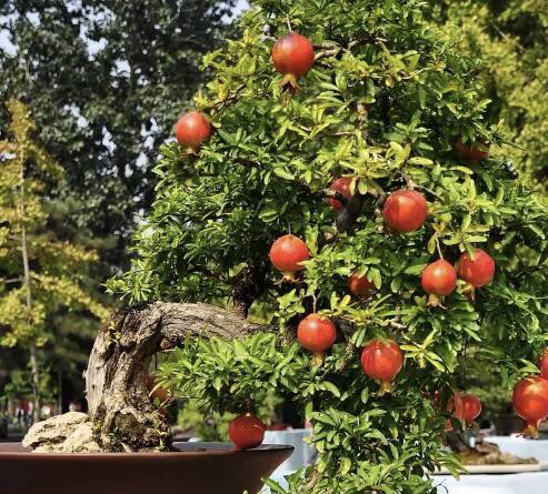 石榴树盆栽叶子现在掉光了怎么办?