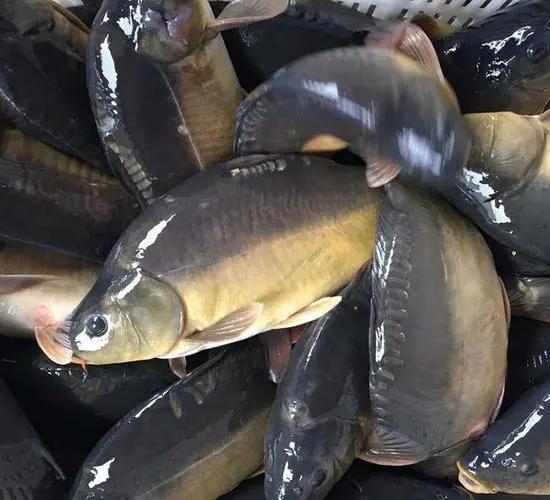 金宝鱼怎么做好吃,钓上来的鲫鱼只有中间有鱼鳞?_68百科