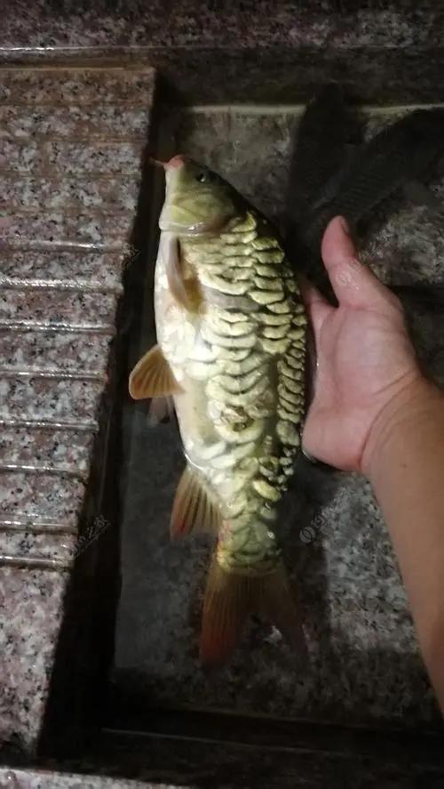金宝鱼怎么做好吃,钓上来的鲫鱼只有中间有鱼鳞?_68百科