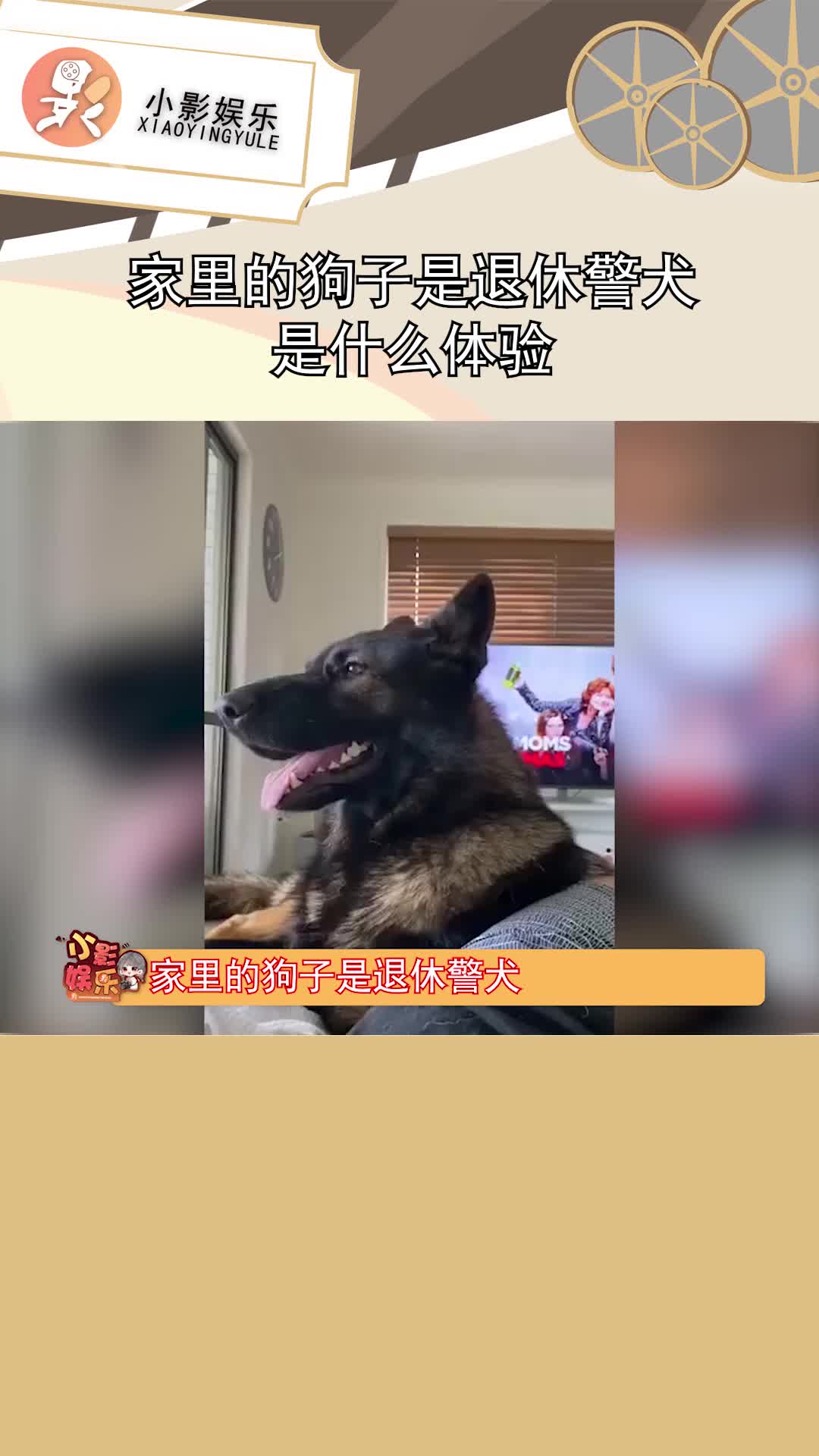 小影娱乐: #家里的狗子是退休警犬是什么体验，真是可爱爆了#娱乐播报台