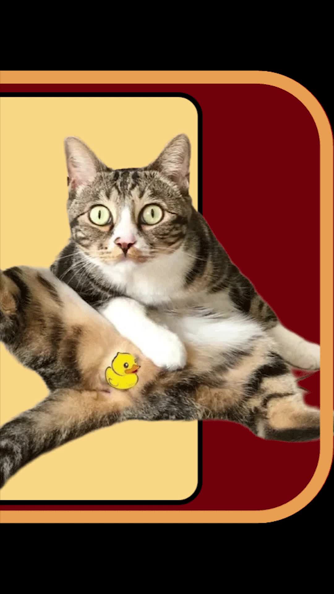 尿尿是只猫 口吐人言与尿爸相爱相杀 网红名人榜 网红抖音网红