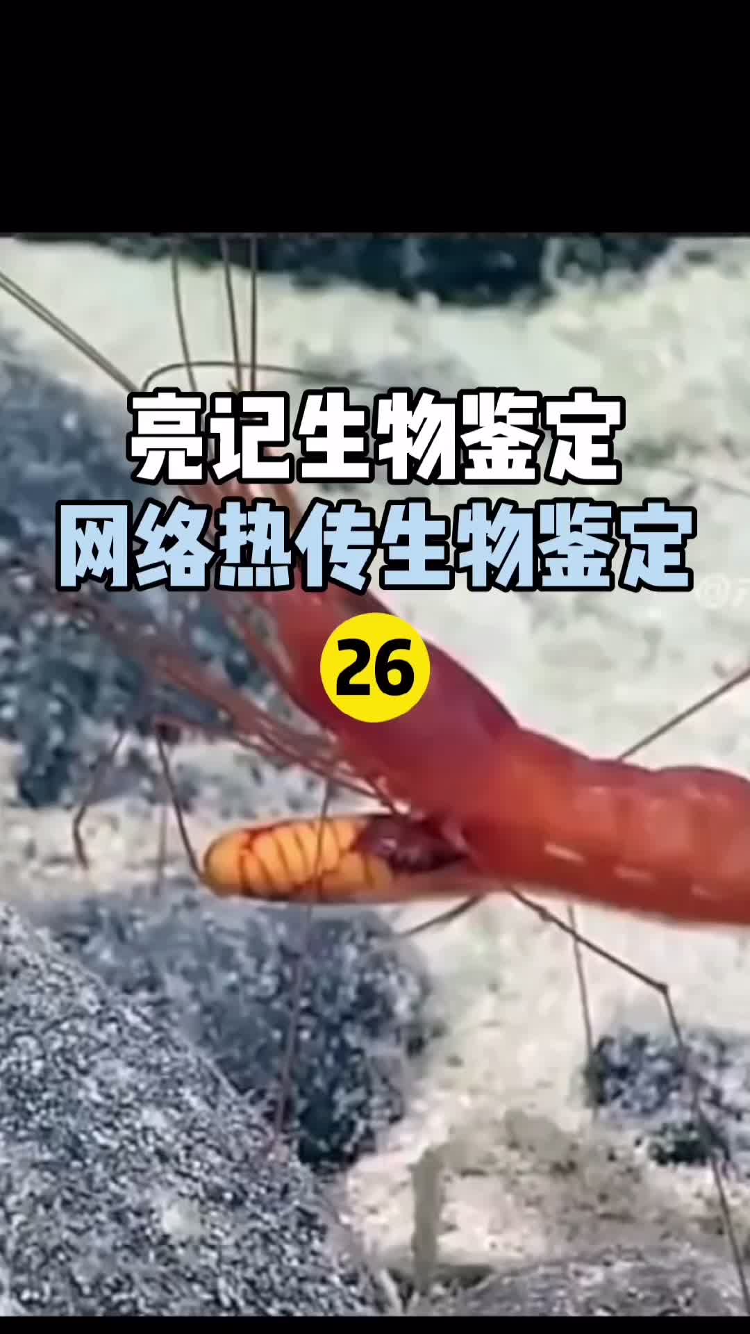 网路热传生物鉴定26亮记生物鉴定 无穷小亮的科普日常 科普抖音网红