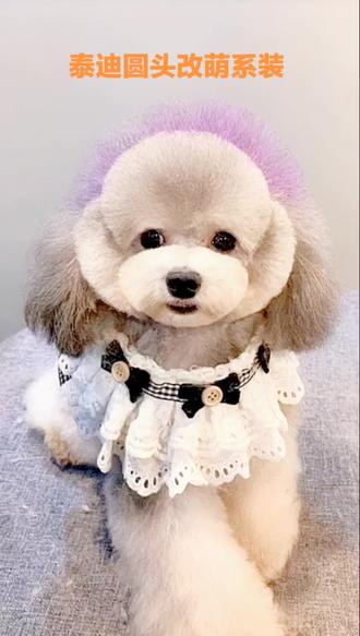 第29集 | 泰迪装公主头修剪演示#宠物美容