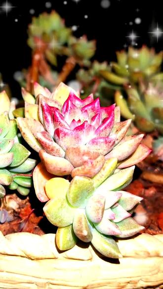 格桑珍藏的那些多肉之 德国皇后#多肉#格桑多肉#德国皇后