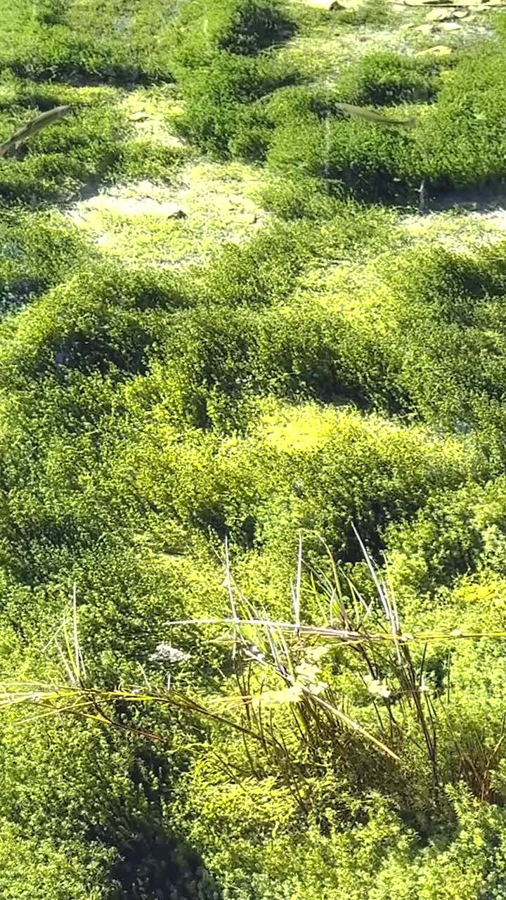 皆若空游无所依在丽江具象化了